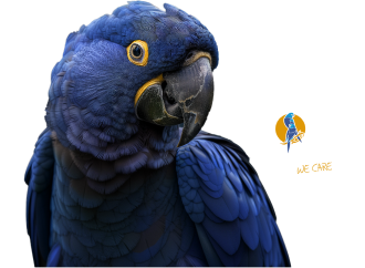 Попугай породы Спикс с логотипом фонда помощи попугаям Loro Parque Fundacion